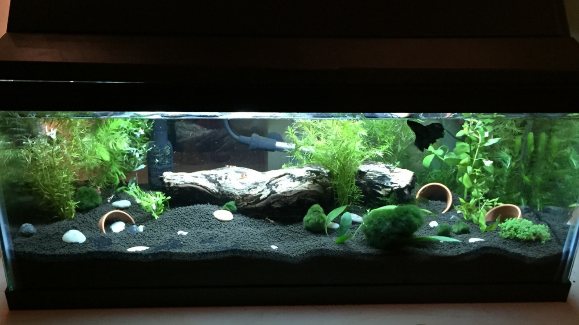 How to Cycle a Fish Tank: The Essential First Step
