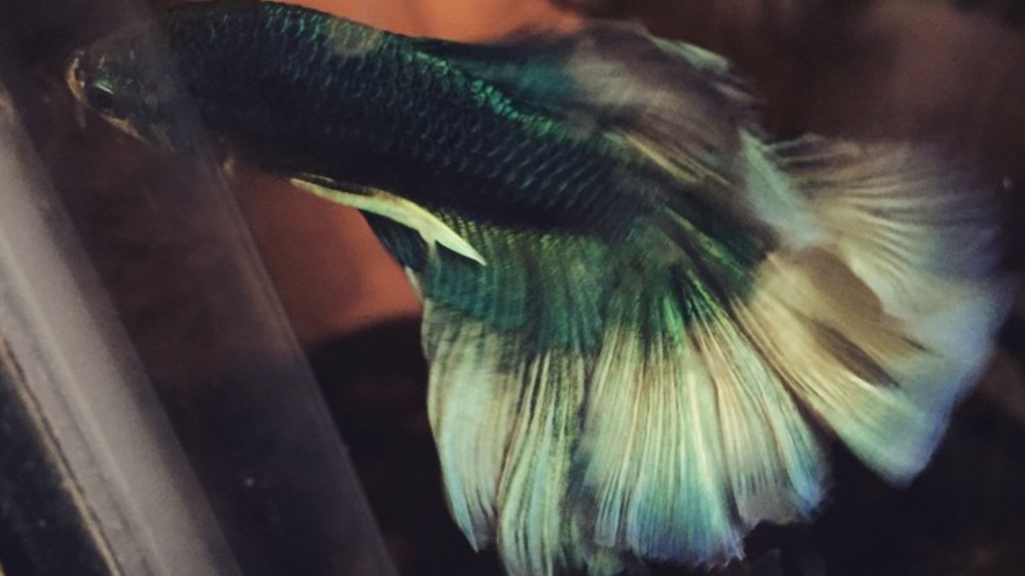 Buying Betta Fish Online: My AquaBid Experience from Thailand