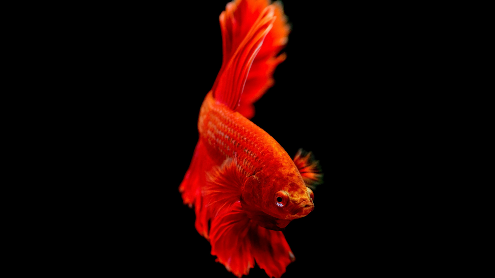 The Fish That Picked Me: What Your First Betta Teaches You About Keeping Fish